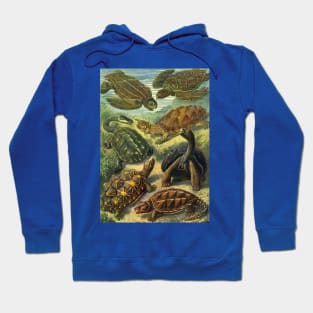 Sea Turtles and Tortoises, Chelonia by Ernst Haeckel Hoodie